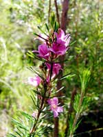 Der Südwesten ist bekannt für seine wunderschönen Wildblumenlüten