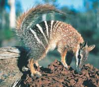 Ist im Südwesten heimisch: der Numbat (Foto: Tourism Western Australia)