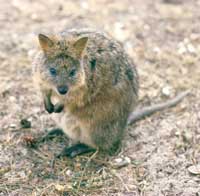 Nicht nur auf Rottnest Island zuhause: Quokkas leben auch im Shannon Nationalpark (Foto: Tourism Western Australia)