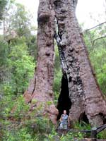 Giant Tingle Tree