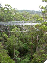 Tree Top Walk im Valley of the Giants