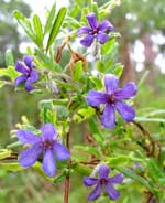 Westaustralien ist für seine Wildblumenblüte bekannt