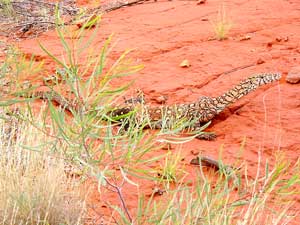 Begegnung im Outback: Waran am Wegesrand