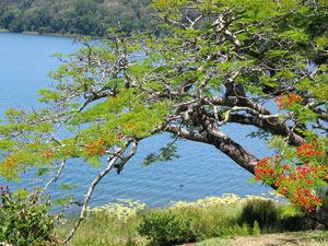 Wunderschön gelegen: Lake Barrine