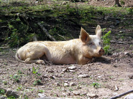 Halbwilde Schweine aus den Kastanienwäldern liefern den berühmten Coppa- oder Lonzu-Schinken (Foto: Eichner-Ramm)