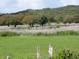 Wiese mit Korkeichen (Foto: Eichner-Ramm)