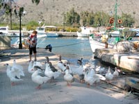 Gänsemarsch im Fischerhafen von Georgioupolis