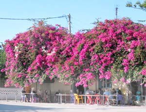 Bougainvilla-Pracht: Kafenion in Lakkonia