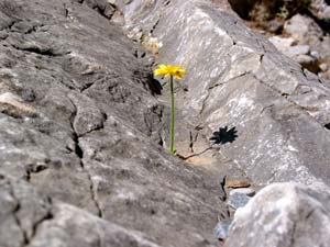 Blume auf Fels in der Imbros-Schlucht