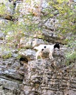 Ziege in der Imbros-Schlucht