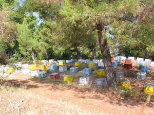 Bunte Bienenstöcke in den Wäldern der Kassandra