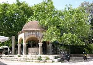 Sehr alt: Platane des Hippokrates in Kos Stadt Sehr alt: Platane des Hippokrates in Kos Stadt