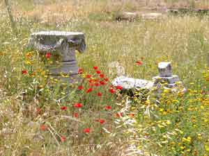 Säulenkapitel inmitten von Frühlingsblumen: Ausgrabungsgelände bei der Casa Romana