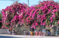 Bougainvilla-Pracht: Kafenion in Lakkonia