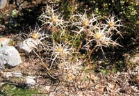 Wächst in Höhenlagen und in Dünen: Distel