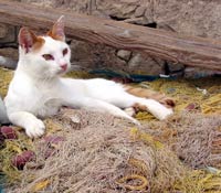 Hafen-Katze in Heraklion