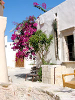 Bougainvilla-Busch hinter der Kirche im Kloster Odigitrias