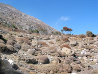 Karg: Vegetation im Gebirge