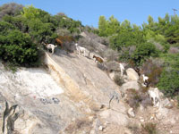 Immer wieder begegnet man auf der Sithonia Ziegen - hier bei Toroni