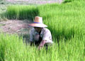 Reisbauer im Norden Thailands