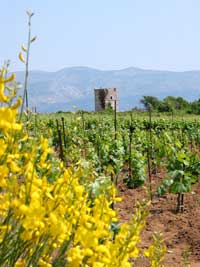 In mehreren Regionen Kroatiens wächst Wein: hier bei Lumbarda auf der Insel Korcula