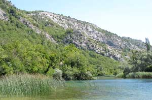 Grünes Schilf vor silbern schimmernden Felsen: Landschaft am Cetina