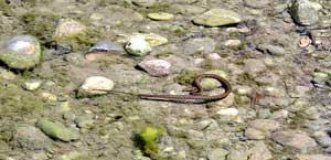 Wasserschlange im Uferbereich des Cetina