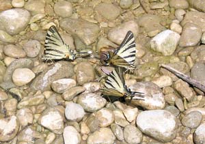 Schmetterlings-Treffen am Cetina-Ufer