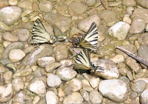 Schmetterlings-Treffen am Cetina-Ufer Schmetterlings-Treffen am Cetina-Ufer