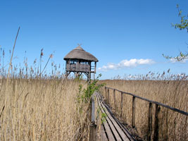 Aussichts- und Vogelbeobachtungsplattform im Schilf (Foto: Eichner-Ramm)