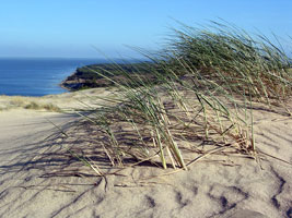 Düne auf der Kurischen Nehrung (Foto: Eichner-Ramm)