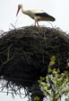 Storch (Foto: Eichner-Ramm)