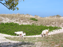 Ziegen weiden in den Stranddünen (Foto: Eichner-Ramm)