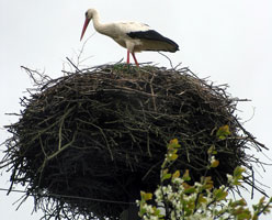 Storchennest (Foto: Eichner-Ramm)