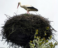 Storchennest im emaitija-Nationalpark