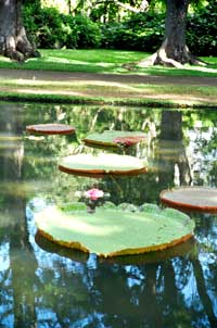 Riesenseerosen: Victoria Regia in den Gärten von Pamplemousse