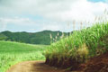 Leuchtend grüne Zuckerrohrfelder