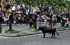 Schnell auf die Bäume, der Stier kommt: Tourada à Corda in Angra do Heroísmo (Foto: ATA / Associação de Turismo dos Açores)