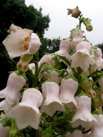 Vidália (Azorina vidalii) im Botanischen Garten von Flamengos (Foto: Eichner-Ramm)