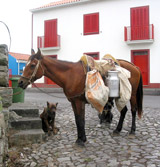 Szene in Flamengos (Foto: Eichner-Ramm)