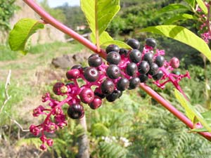 Beeren am Wegesrand (Foto: Eichner-Ramm)