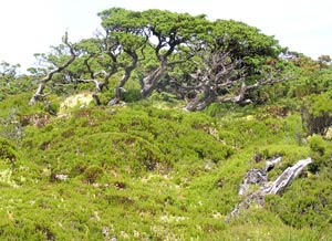 Urwüchsige Natur im einsamen Inselinnern (Foto: Eichner-Ramm)