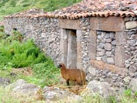 Natursteinhaus als Stall: Ponta da Fajã (Foto: Eichner-Ramm)