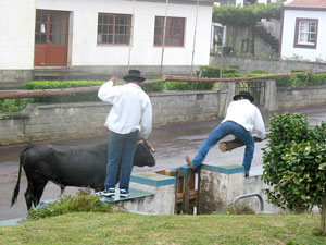 Tourada à Corda in Santo Antão (Foto: Eichner-Ramm)