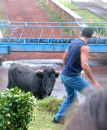 »Stierkampf am Strick«: »Tourada à Corda« in Santo Antão (Foto: Eichner-Ramm)