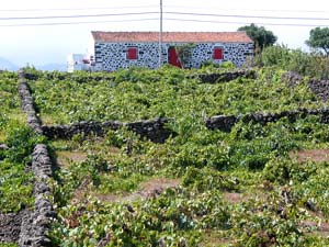 Eine der größeren Adegas im Weinbaugebiet Verdelho (Foto: Eichner-Ramm)