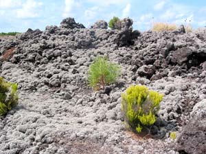 Von Flechten bedeckte Lava in der Zona Adegas (Foto: Eichner-Ramm)