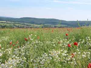 Blütenpracht: Feld bei Scheden Blütenpracht: Feld bei Scheden