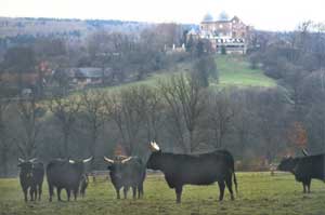 Zu Füßen des Dornröschenschlosses Sababurg: der Tierpark (Foto: Tierpark Sababurg) Zu Füßen des Dornröschenschlosses Sababurg: der Tierpark (Foto: Tierpark Sababurg)