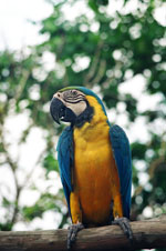 Papagei im Zoo von Singapur